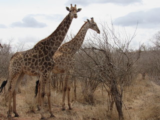giraffe in africa