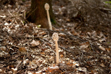 Gemeiner Riesenschirmling Parasol Riesenschirmpilz (Macrolepiota procera)