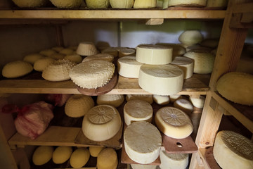 Craft cheese heads in the cheese storage (refrigerator). Homemade sheep and goat milk whole sheese