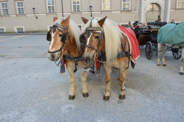 SZLAKIEM AUSTRYJACKIM  - SALZBURG  KONIE © jaceka