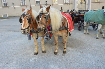 SALZBURG  KONIE © jaceka