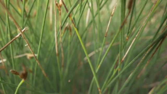 Kleien pink lilane Blume mit gr&uuml;nem gras im Hintergrund, Schlucht von Verdon S&uuml;dfrankreich