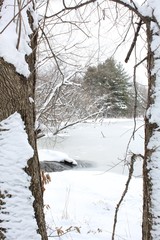 winter landscape with trees and snow