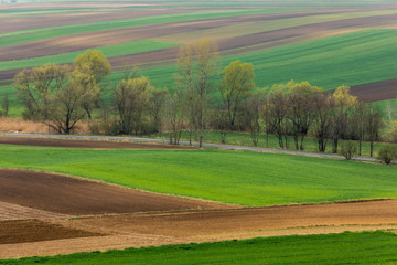 Obraz premium Spring fields in Ponidzie in Poland- fields near Kielce and Krakow. 