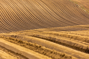 Spring fields in Ponidzie in Poland- fields near Kielce and Krakow. 