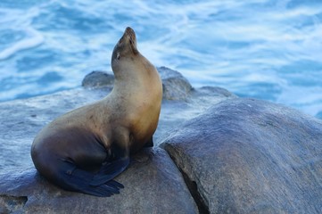 Wild seals on the rocks in La Jolla, California
