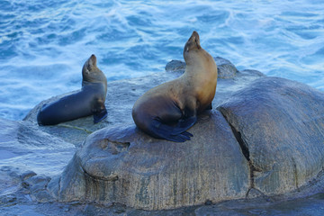 Fototapeta premium Wild seals on the rocks in La Jolla, California