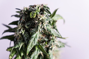 Blooming female marijuana. close up. macro.