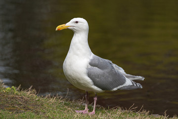 Seagull