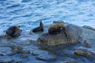 Wild seals on the rocks in La Jolla, California
