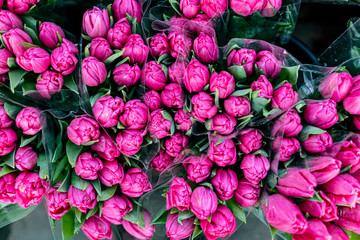 Precious Pink Tulips in flower shop, top view