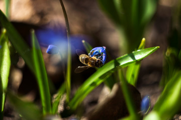Scilla Siberica or Blue Snowdrop - spring blue flowers, close up. First spring bluebells. Background. A bee collects nectar from a flower