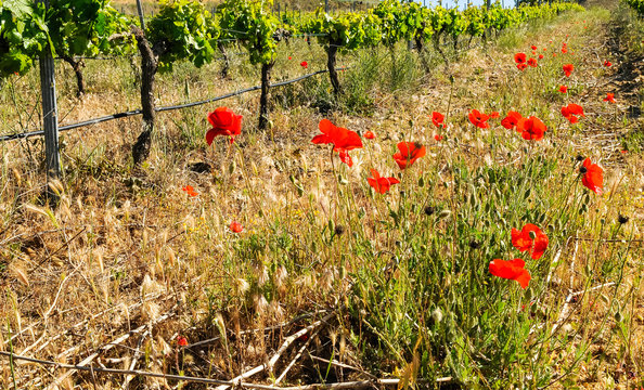 Campo con amapolas, hierbas silvestres y parras de una vi&ntilde;a