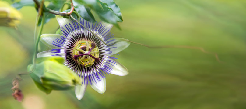 Beautiful passiflora caerulea. Tropical passion flower