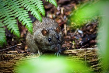 Naklejka na ściany i meble rat in the forest Scotland wildlife