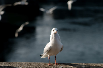 seagull on the beach