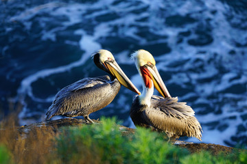 View of wild brown California pelicans (Pelecanus occidentalis californicus) in the La Jolla cove near San Diego, California