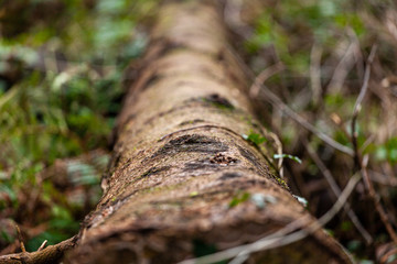 Log in undergrowth showing selective focus