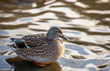 Mallard Hen (Anas platyrhynchos) swimming
