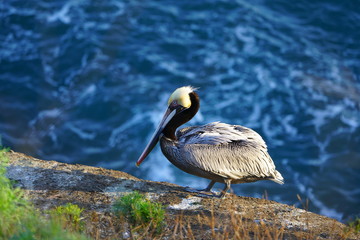 View of wild brown California pelicans (Pelecanus occidentalis californicus) in the La Jolla cove near San Diego, California