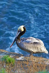 View of wild brown California pelicans (Pelecanus occidentalis californicus) in the La Jolla cove near San Diego, California