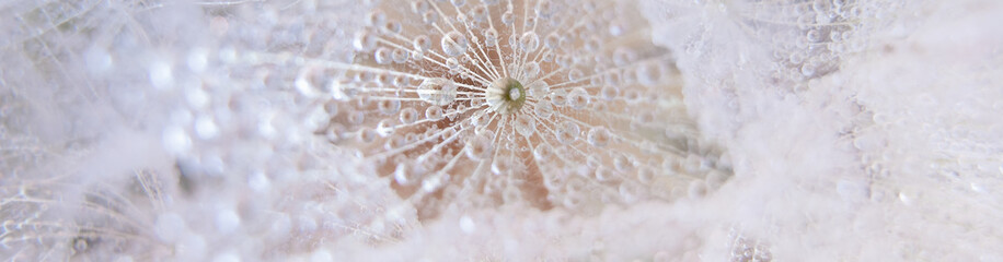 Beautiful dew drops on a dandelion seed macro. Beautiful soft blue background. Water drops on a...