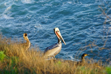 View of wild brown California pelicans (Pelecanus occidentalis californicus) in the La Jolla cove near San Diego, California
