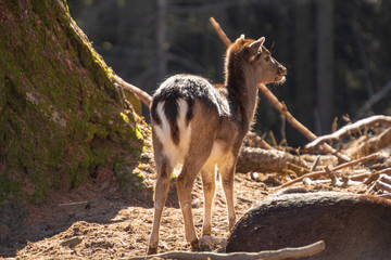 fawn fallow deer (dama dama) in winter forest in South Tyrol, Italy