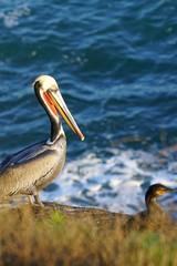 View of wild brown California pelicans (Pelecanus occidentalis californicus) in the La Jolla cove near San Diego, California