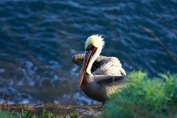 View of wild brown California pelicans (Pelecanus occidentalis californicus) in the La Jolla cove near San Diego, California