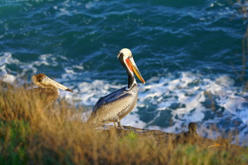 View of wild brown California pelicans (Pelecanus occidentalis californicus) in the La Jolla cove near San Diego, California