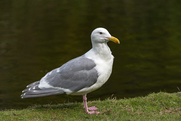 Seagull on Grass