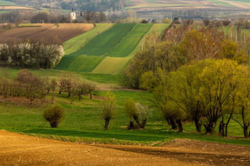 Fototapeta na wymiar Spring fields in Ponidzie in Poland- fields near Kielce and Krakow. 