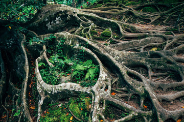 jungle trails forest in national park and tree roots