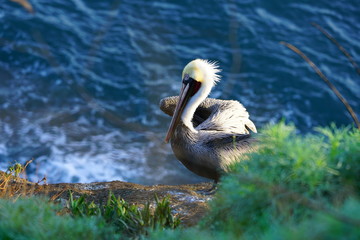 View of wild brown California pelicans (Pelecanus occidentalis californicus) in the La Jolla cove near San Diego, California
