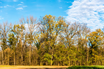 Forest vegetables in spring time