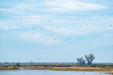 USA, California, Kern County, Kern National Wildlife Refuge. A flock of ducks against a cloudy blue sky fly over the wetlands.