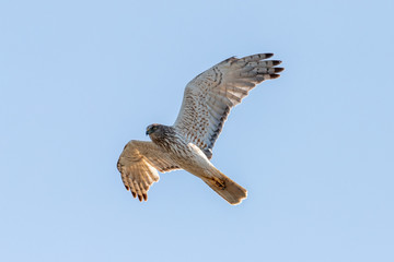 Australasian Harrier in New Zealand