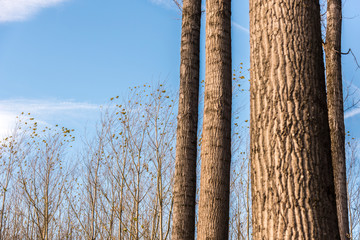 Forest vegetables in spring time