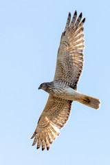 Australasian Harrier in New Zealand