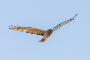 Australasian Harrier in New Zealand
