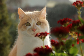 Kitten with red flower - 317350576