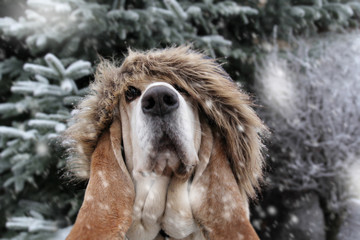 Basset hound cap in winter - 317350578