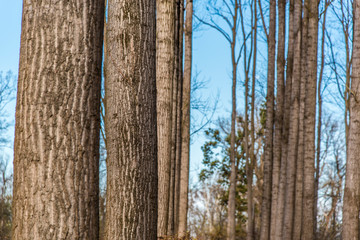 Obraz premium Forest vegetables in spring time