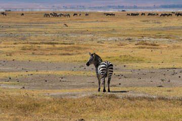 zebra nella savana