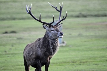 Scotland deer isle of arran wildlife