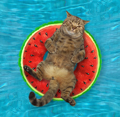 The beige cat is lying on an inflatable watermelon ring in the swimming pool. Blue water background.