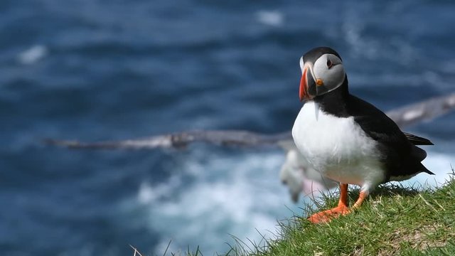 Atlantic puffin / common puffin (Fratercula arctica) in breeding plumage on cliff top in spring and fulmar flying past