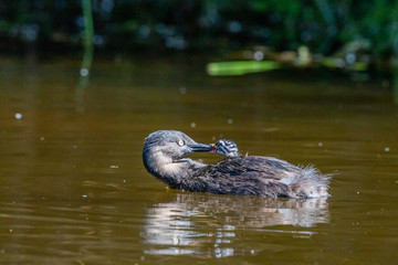 Dabchick New Zealand Grebe