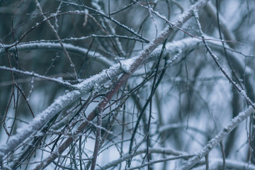 Abstract winter forest background, bushes and trees are snowed, frosty photo in cold blue tones